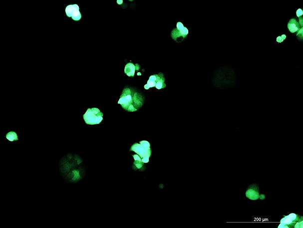 None OriCell<sup>®</sup>HT-29 with GFP H1-0703