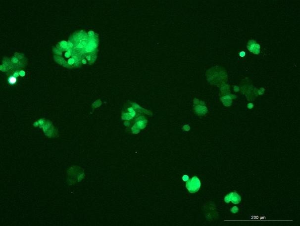 None OriCell<sup>®</sup>HT-29 with Luciferase & GFP H1-0705