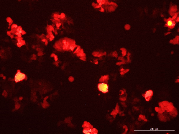None OriCell<sup>®</sup>HT-29 with RFP H1-0704