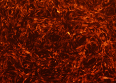 OriCell<sup>®</sup>SD大鼠脂肪间充质干细胞/RFP