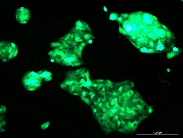 OriCell<sup>®</sup>Hep G2 with GFP