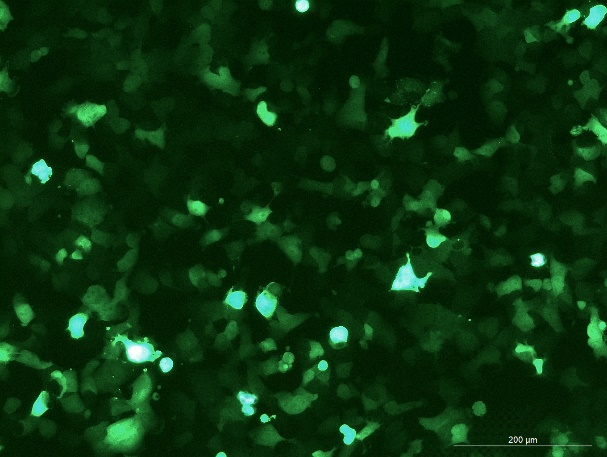 OriCell<sup>®</sup>Hepa 1-6 with GFP