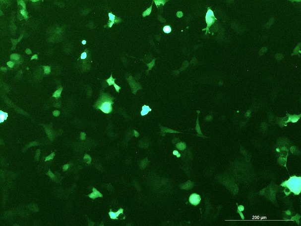 None OriCell<sup>®</sup>Hepa 1-6 with Luciferase & GFP M1-0205