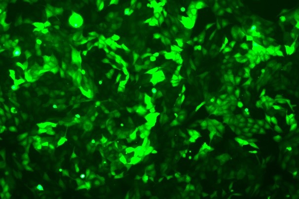 None OriCell<sup>®</sup>IPEC-J2 with Luciferase & GFP P1-0105