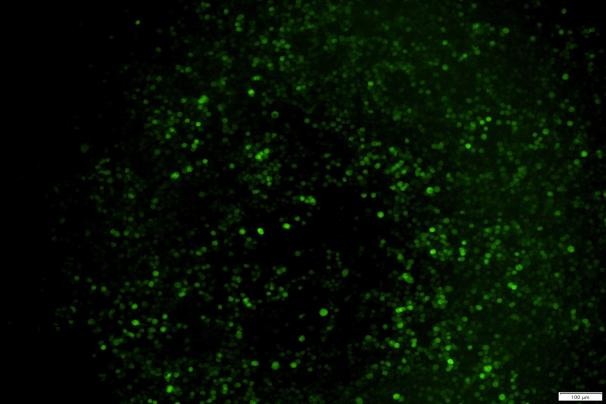 OriCell<sup>®</sup>J774A.1 with GFP
