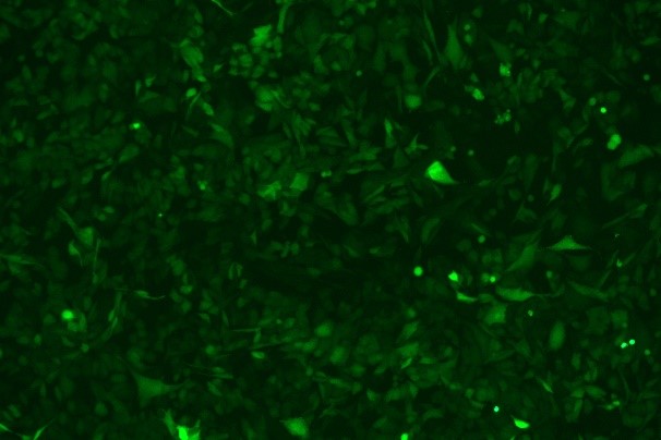 OriCell<sup>®</sup>KLN 205 with Luciferase & GFP