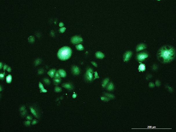OriCell<sup>®</sup>KYSE520 with Luciferase & GFP