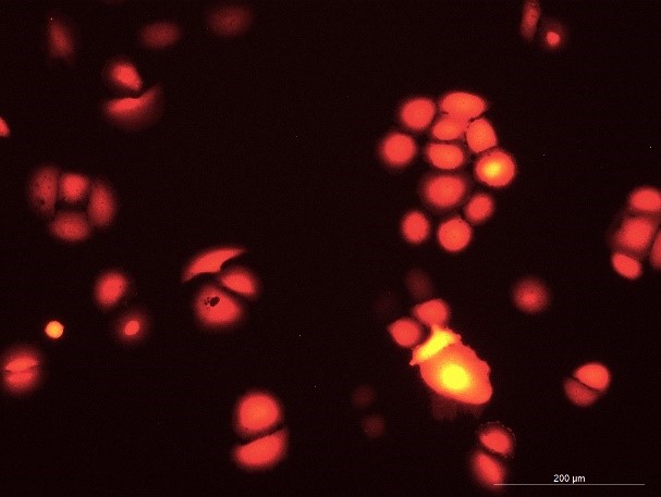 OriCell<sup>®</sup>KYSE520 with RFP