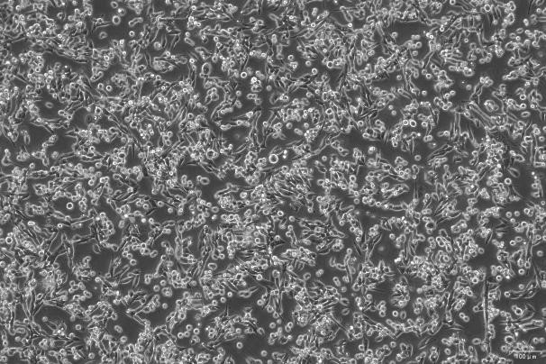 OriCell<sup>®</sup>LLC with Luciferase