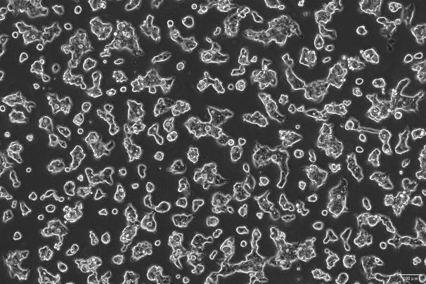 OriCell<sup>®</sup>LS411N 人盲肠癌细胞系