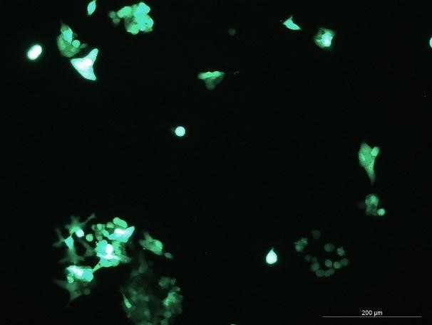 None OriCell<sup>®</sup>LoVo with GFP H1-1203