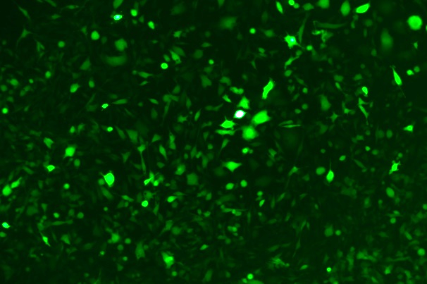 None OriCell<sup>®</sup>MBT2 with Luciferase & GFP M4-0205