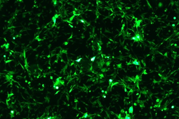 None OriCell<sup>®</sup>MC38 with GFP M1-0403