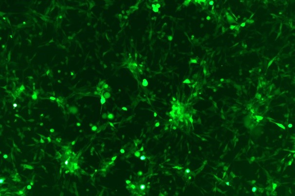 OriCell<sup>®</sup>MC38 with Luciferase & GFP