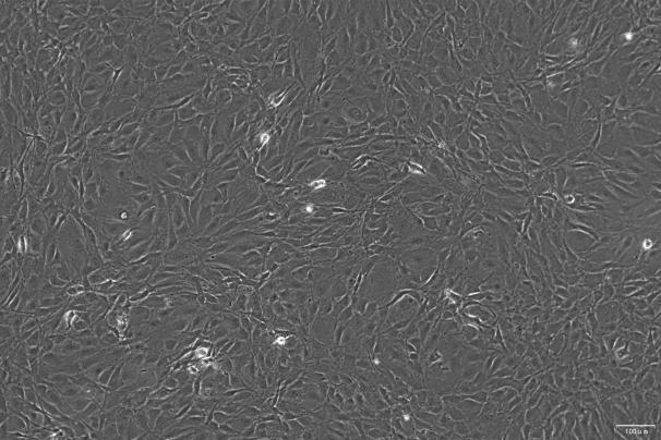 OriCell<sup>®</sup>MC3T3-E1 Subclone 24 小鼠成骨细胞前体细胞亚克隆24细胞系