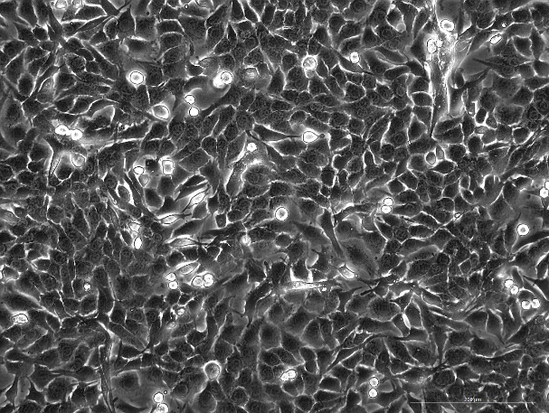 None OriCell<sup>®</sup>MC3T3-E1 Subclone 14 小鼠颅顶前骨细胞亚克隆14细胞系 M7-0201