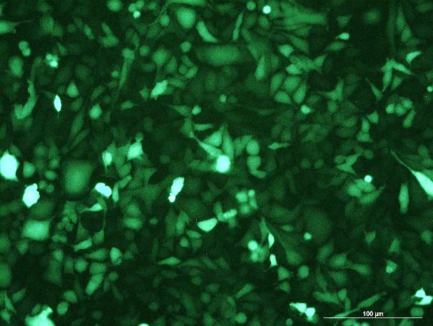 None OriCell<sup>®</sup>MC3T3-E1 with GFP M7-0203
