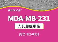 人乳腺癌细胞系 MDA-MB-231增殖视频（贴壁生长）
