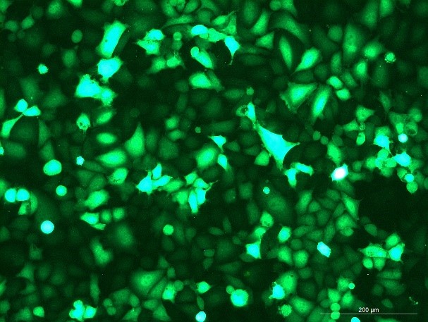 None OriCell<sup>®</sup>MGC-803 with Luciferase & GFP H1-2305