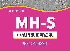 小鼠肺泡巨噬细胞系 MH-S增殖视频（半贴半悬）