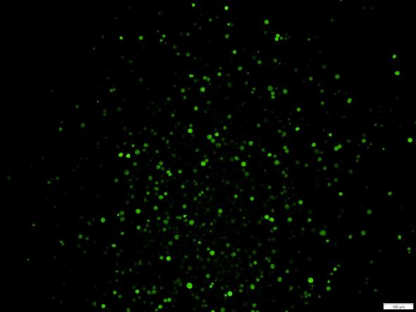 OriCell<sup>®</sup>MM.1S with Luciferase & GFP