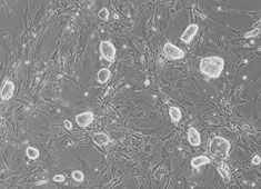 C57BL/6小鼠胚胎干细胞 C57BL/6小鼠胚胎干细胞 MUBES-01001