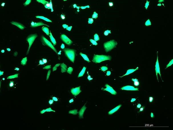 None OriCell<sup>®</sup>NCI-H1703 with GFP H0-2203