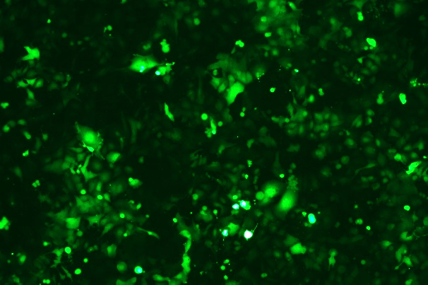 OriCell<sup>®</sup>NCI-H23 with Luciferase & GFP