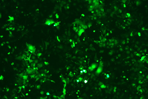 None OriCell<sup>®</sup>NCI-H23 with Luciferase & GFP H0-1705