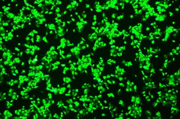 None OriCell<sup>®</sup>NCI-H292 with GFP H0-3103