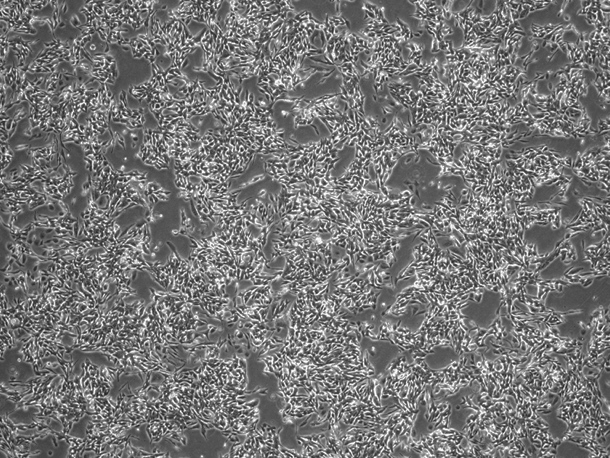 OriCell<sup>®</sup>NCI-H358人非小细胞肺癌细胞系