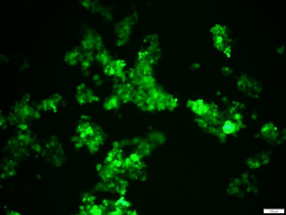 OriCell<sup>®</sup>NCI-H82 with GFP