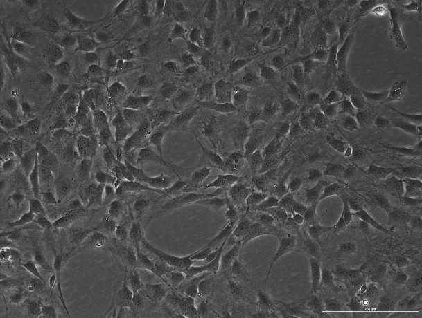 OriCell<sup>®</sup>NIH/3T3小鼠胚胎成纤维细胞系