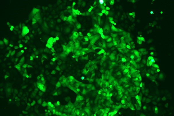 None OriCell<sup>®</sup>OVCAR-3 with Luciferase & GFP H6-0705