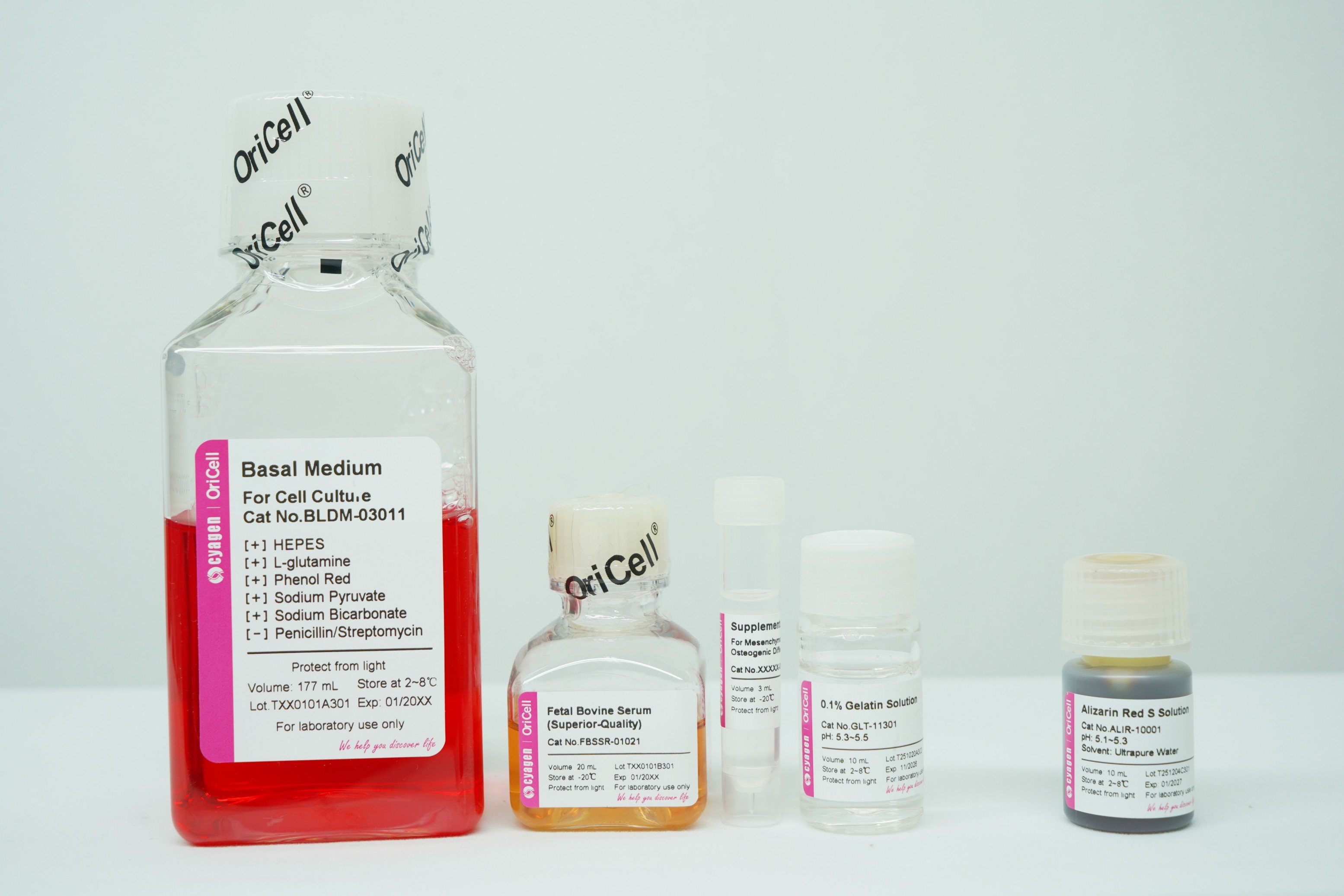 OriCell<sup>®</sup>脂肪间充质干细胞成骨诱导分化试剂盒（多用型）