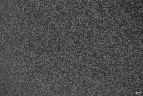 OriCell<sup>®</sup>KG-1 人急性髓性白血病细胞系