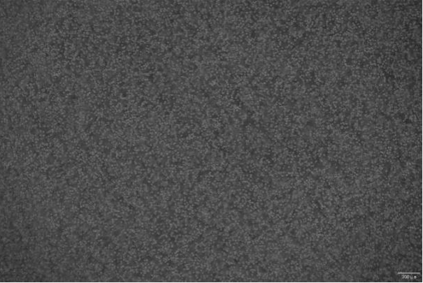 OriCell<sup>®</sup>OCI-AML-3 人急性髓细胞白血病细胞系