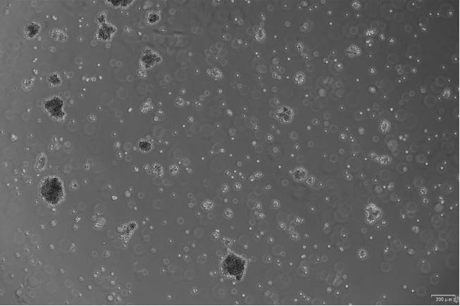 OriCell<sup>®</sup>RAJI with Luciferase