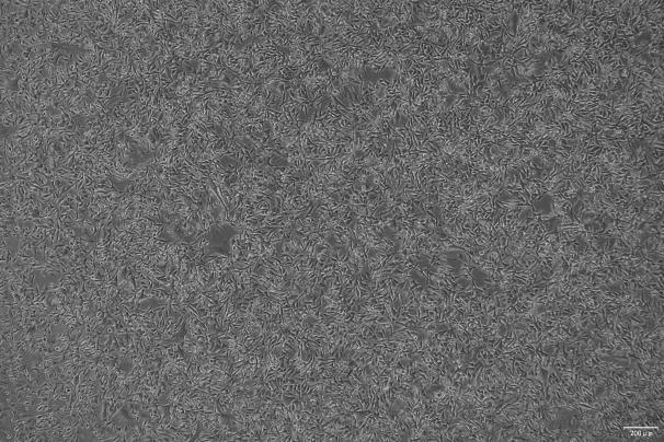 OriCell<sup>®</sup>SK-MEL-2 人皮肤黑色素瘤细胞系