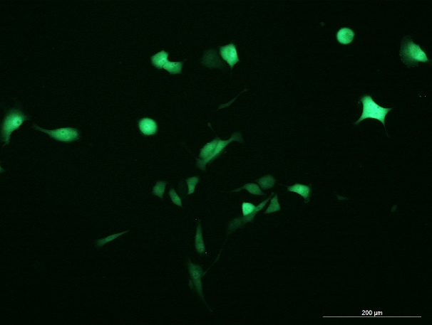 OriCell<sup>®</sup>PANC-1 with Luciferase & GFP