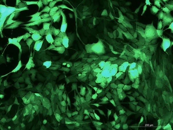 OriCell<sup>®</sup>Pan02 with GFP