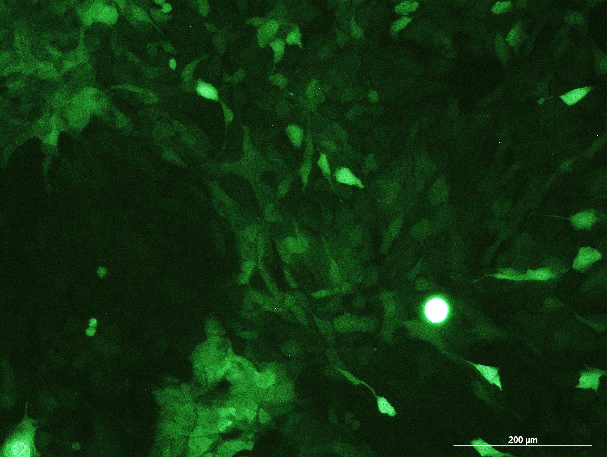 OriCell<sup>®</sup>Pan02 with Luciferase & GFP