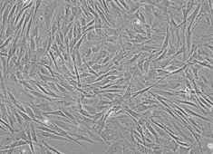 SD大鼠骨髓间充质干细胞 SD大鼠骨髓间充质干细胞 RASMX-01001