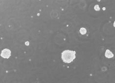 SD大鼠神经干细胞 SD大鼠神经干细胞 RASNF-01001