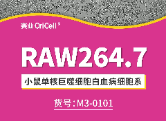 小鼠单核巨噬细胞白血病细胞系 RAW264.7增殖视频（贴壁生长）