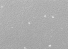 Wistar大鼠骨髓间充质干细胞