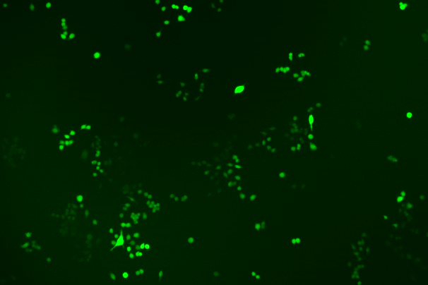 None OriCell<sup>®</sup>RAW 264.7 with Luciferase & GFP M3-0105