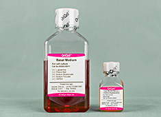 大鼠星形胶质细胞完全培养基 OriCell<sup>®</sup>大鼠星形胶质细胞完全培养基 RAXAC-90011