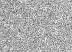 OriCell<sup>®</sup>兔骨髓间充质干细胞
