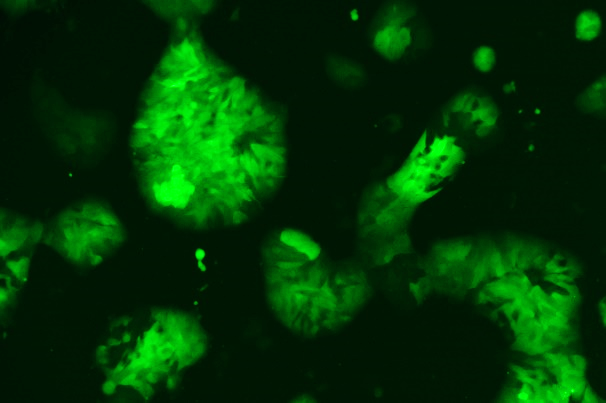 OriCell<sup>®</sup>RT4 with Luciferase & GFP